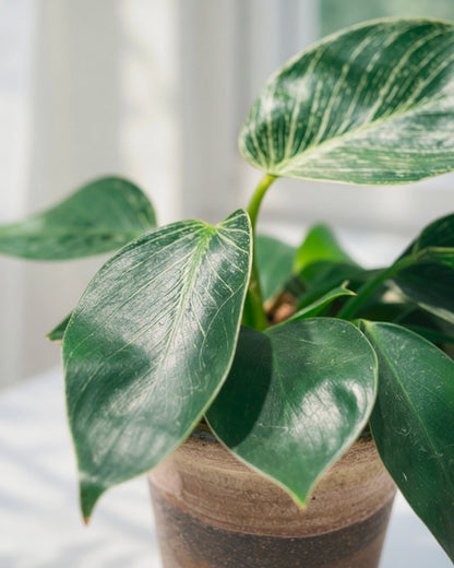 Variegated Philodendron｜綠蘿