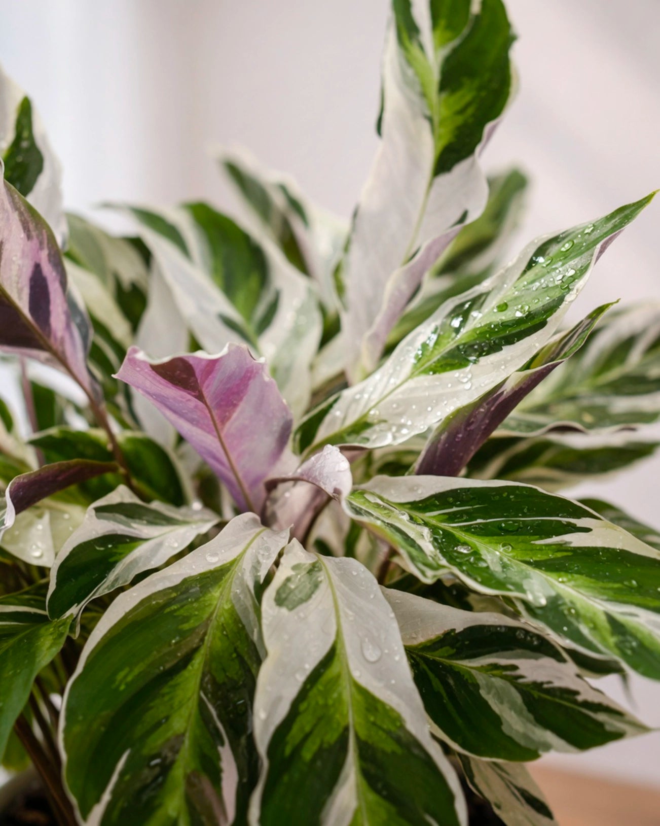 Calathea ‘White Fusion’ | 白油畫竹芋