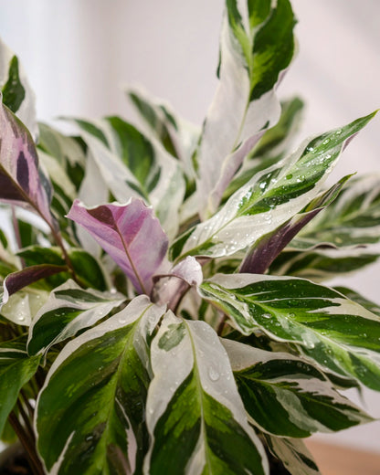 Calathea ‘White Fusion’ | 白油畫竹芋