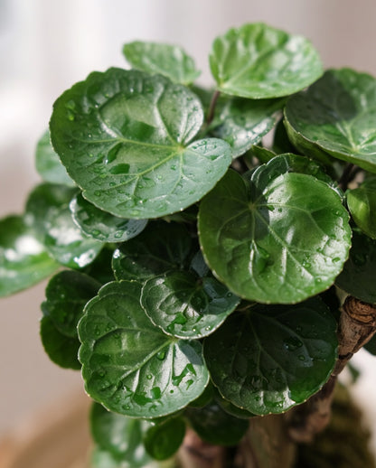 Money Plant Kokedama | 錢兜苔蘚球