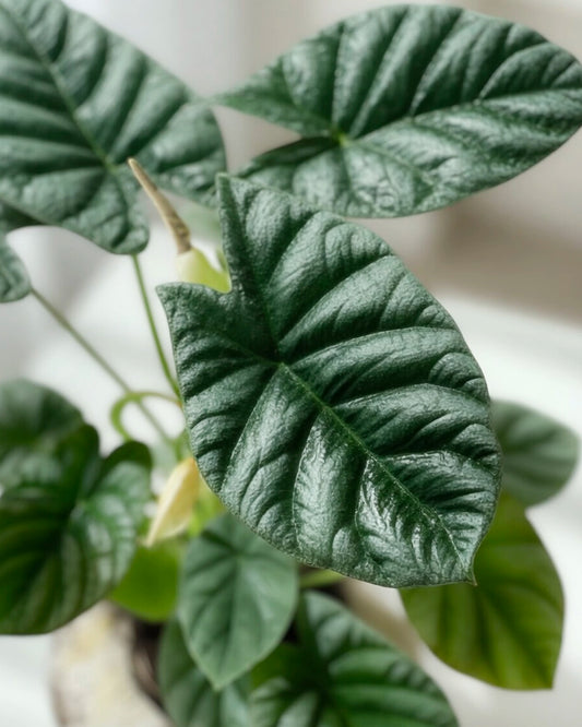 Alocasia｜海芋