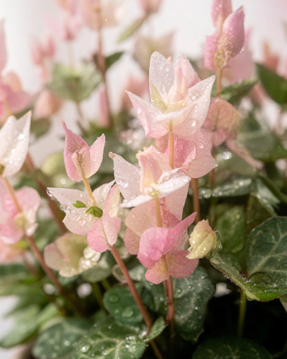 Variegated Star Jasmine | 花葉絡石