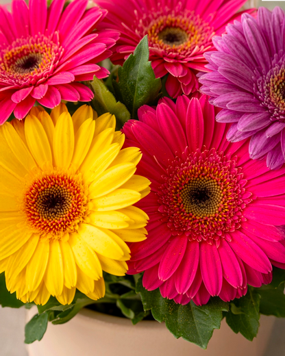 Gerbera | 非洲菊