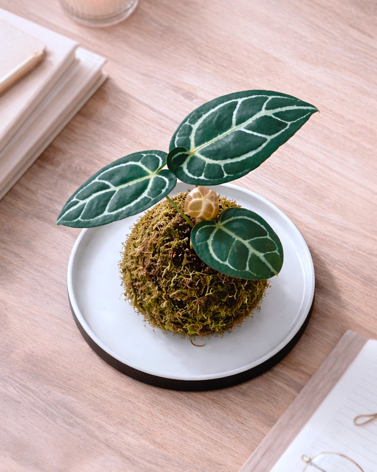 Dorayaki-shaped Kokedama | 銅鑼燒苔蘚球