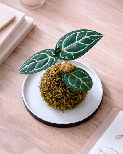 Dorayaki-shaped Kokedama | 銅鑼燒苔蘚球