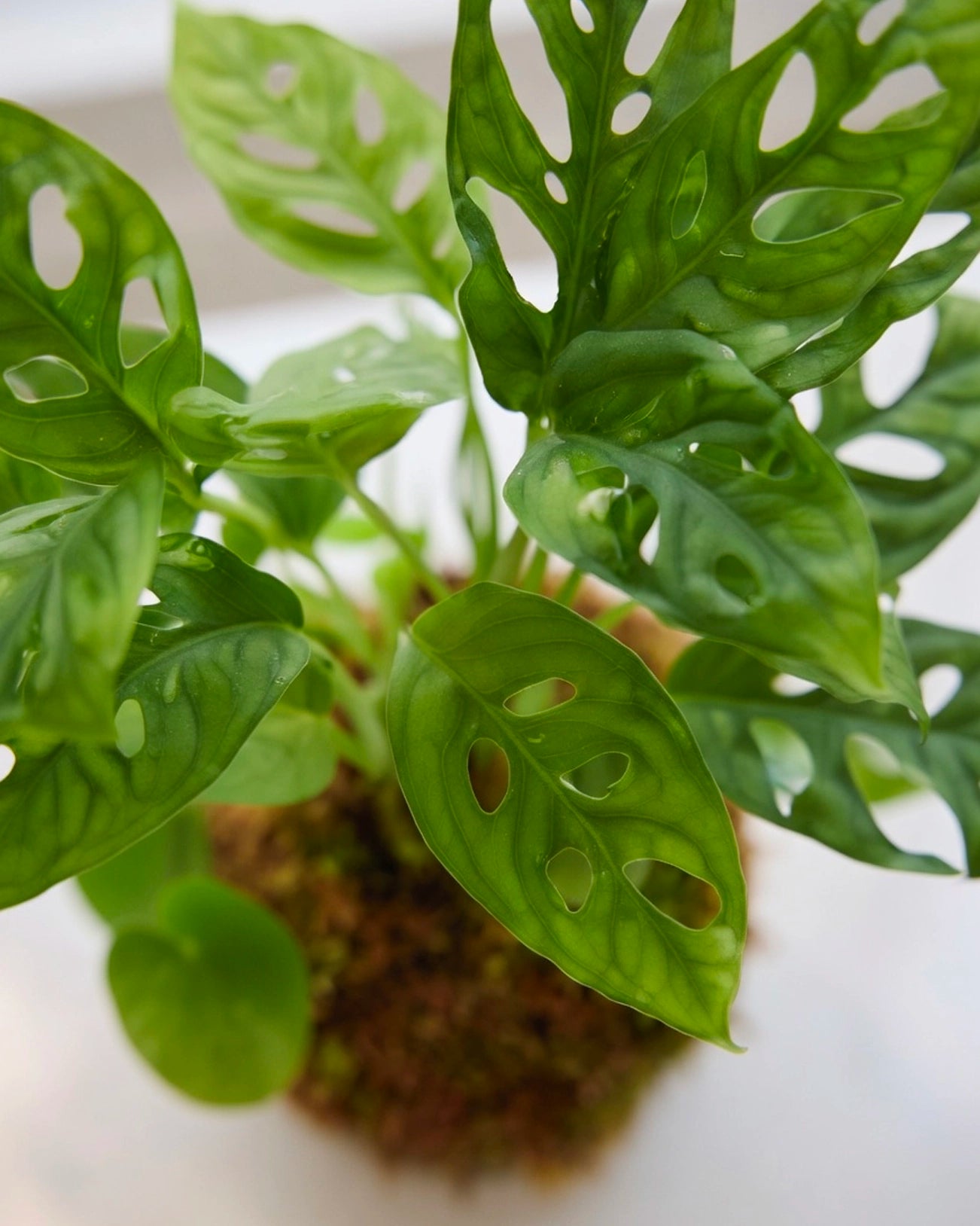 Monstera (Swiss Cheese Plant) Kokedama | 洞洞芋仙苔蘚球