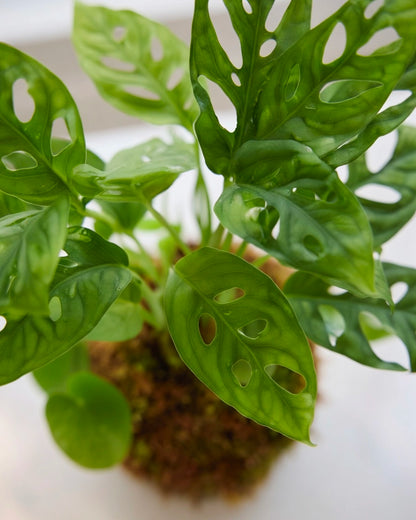Monstera (Swiss Cheese Plant) Kokedama | 洞洞芋仙苔蘚球