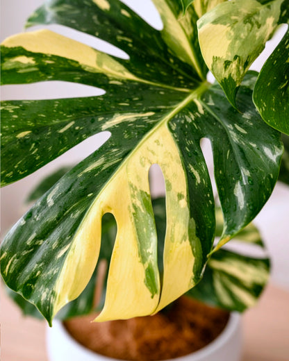 Monstera Deliciosa Thai Constellation｜灑金龜背竹
