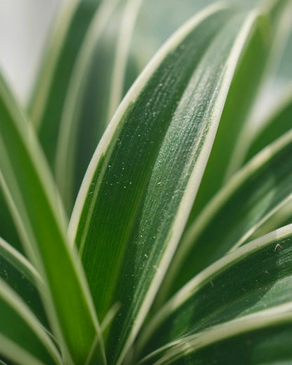 Spider Plant | 吊蘭