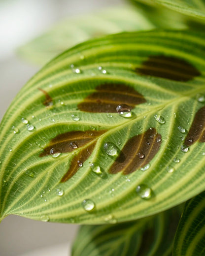 Leopard Calathea | 豹紋竹芋
