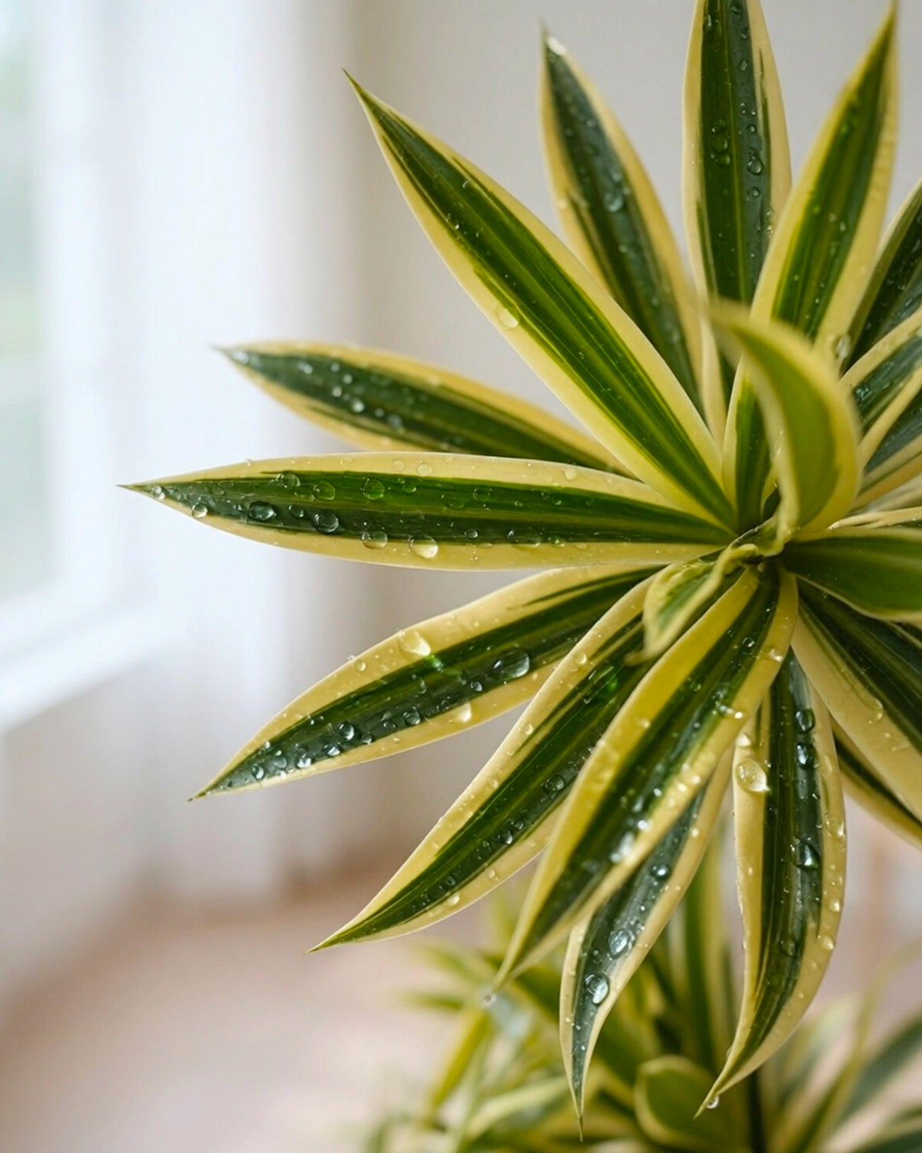 Dracaena Song of India | 金邊百合竹
