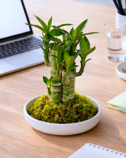 Lucky Bamboo Kokedama | 步步高苔蘚球