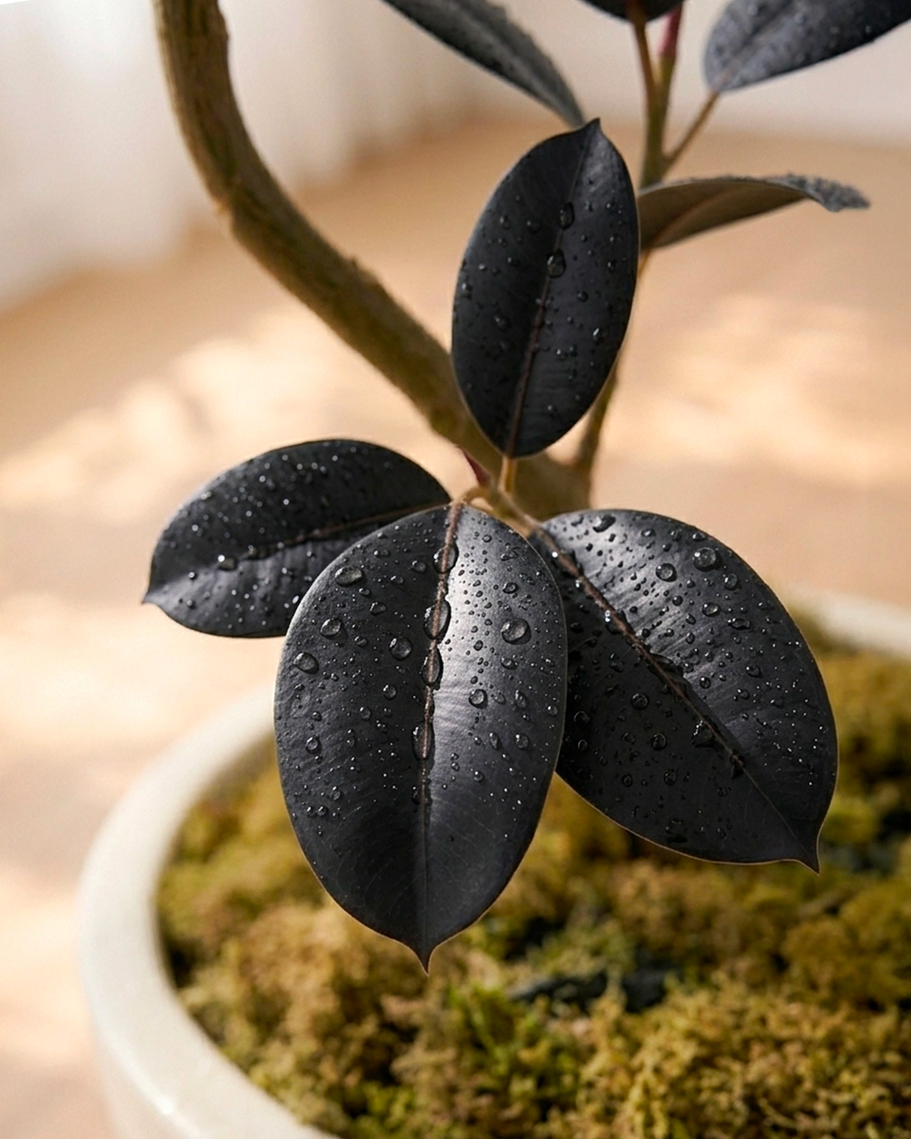 Styled Rubber Plant | 造型黑金剛