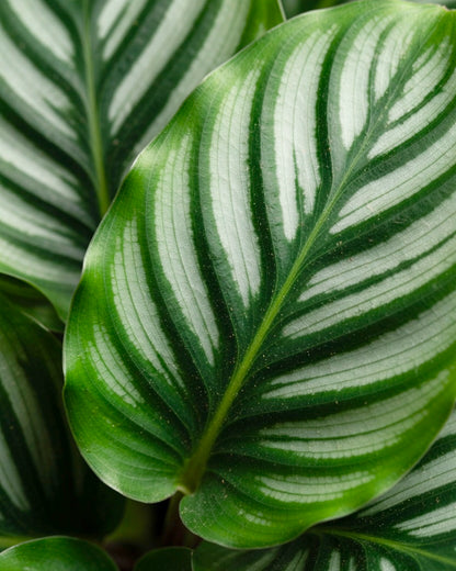 Calathea Orbifolia | 蘋果竹芋