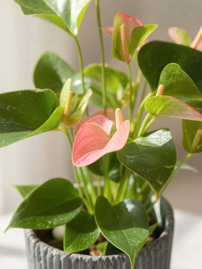 Plum Anthurium｜掌