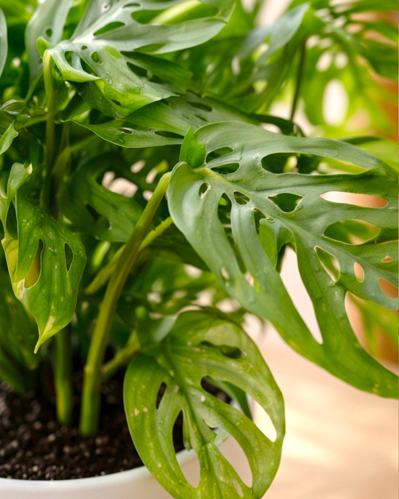 Swiss Cheese Plant | 孔洞蔓綠絨