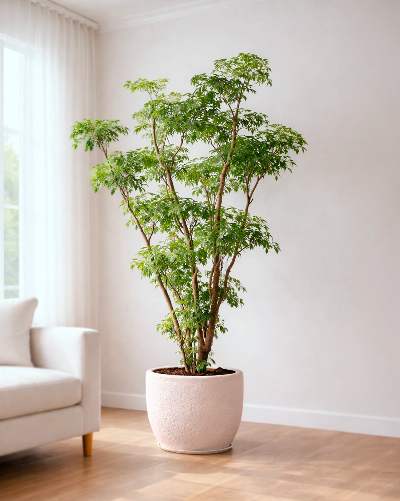 Fabian Aralia | 福祿桐