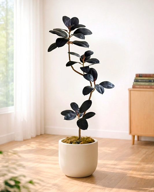 Styled Rubber Plant | 造型黑金剛