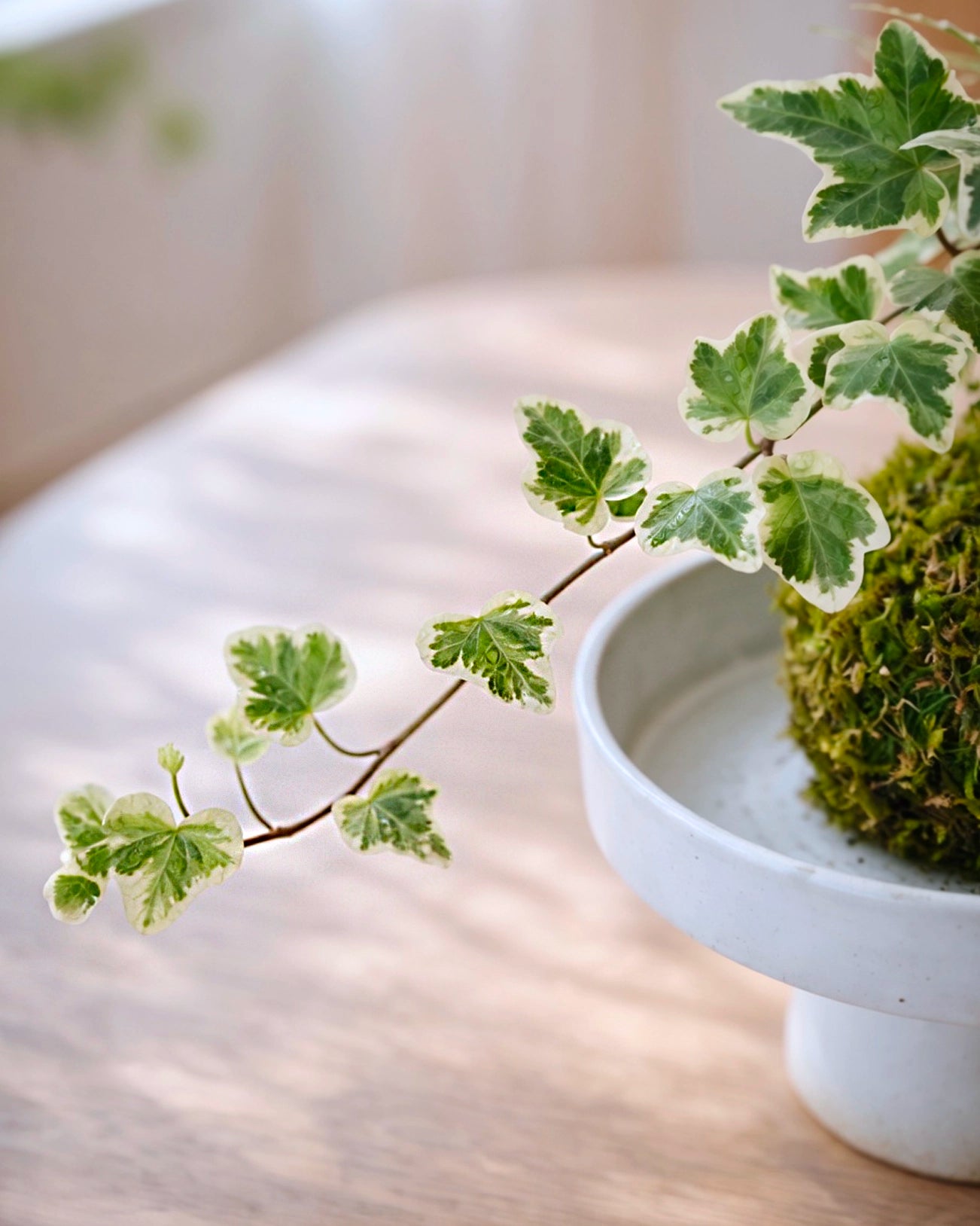 Snow Jade Kokedama | 雪瑩苔蘚球