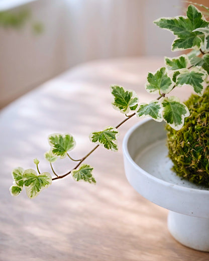 Snow Jade Kokedama | 雪瑩苔蘚球