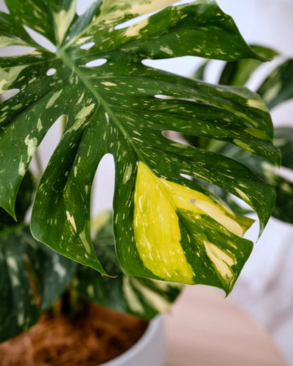 Monstera Deliciosa Thai Constellation｜灑金龜背竹