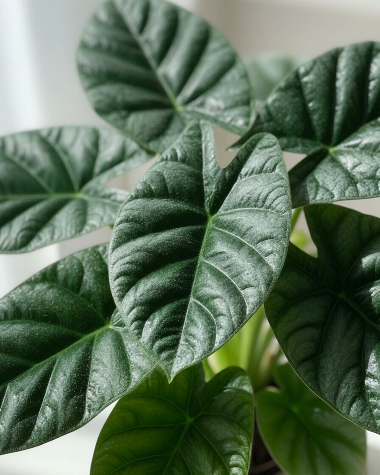 Alocasia｜海芋