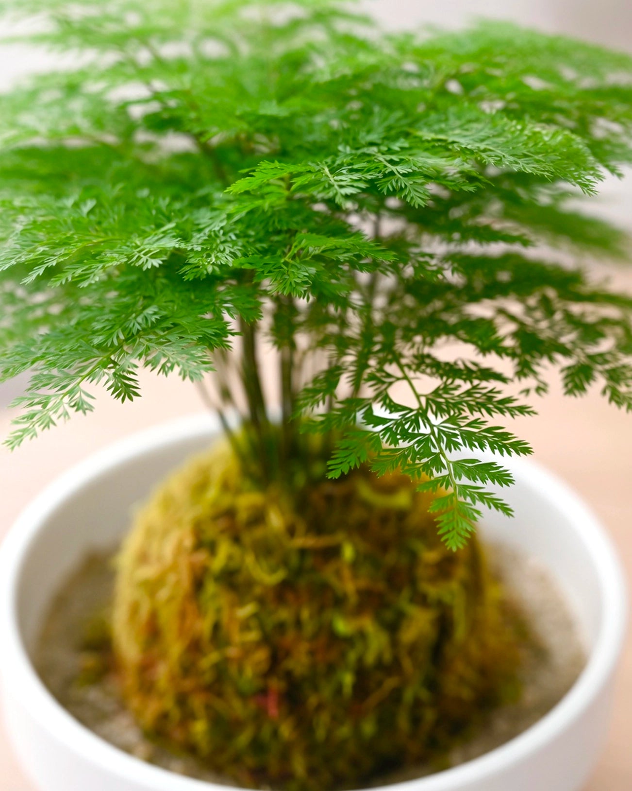 Asparagus Fern Kokedama | 文竹苔蘚球