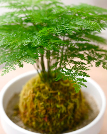 Asparagus Fern Kokedama | 文竹苔蘚球