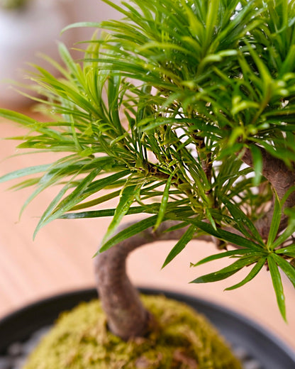 Buddhist Pine (Podocarpus) Kokedama | 羅漢松苔蘚球
