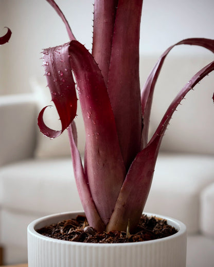 Bromeliad | 積水鳳梨