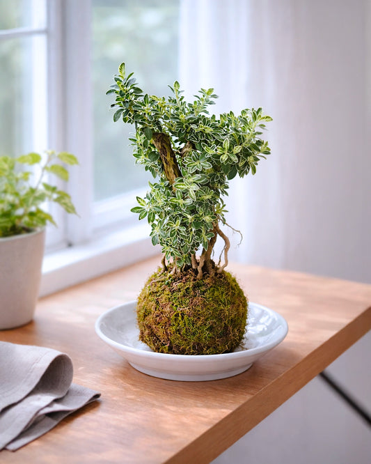 Serissa (Snow Rose) Kokedama | 六月雪苔蘚球