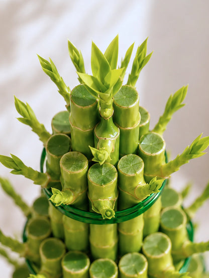 Close-up of 6-Tier Lucky Bamboo Tower 六層富貴竹塔，showcasing 健康翠綠竹葉、層層向上的 tiered arrangement 及精緻細節。