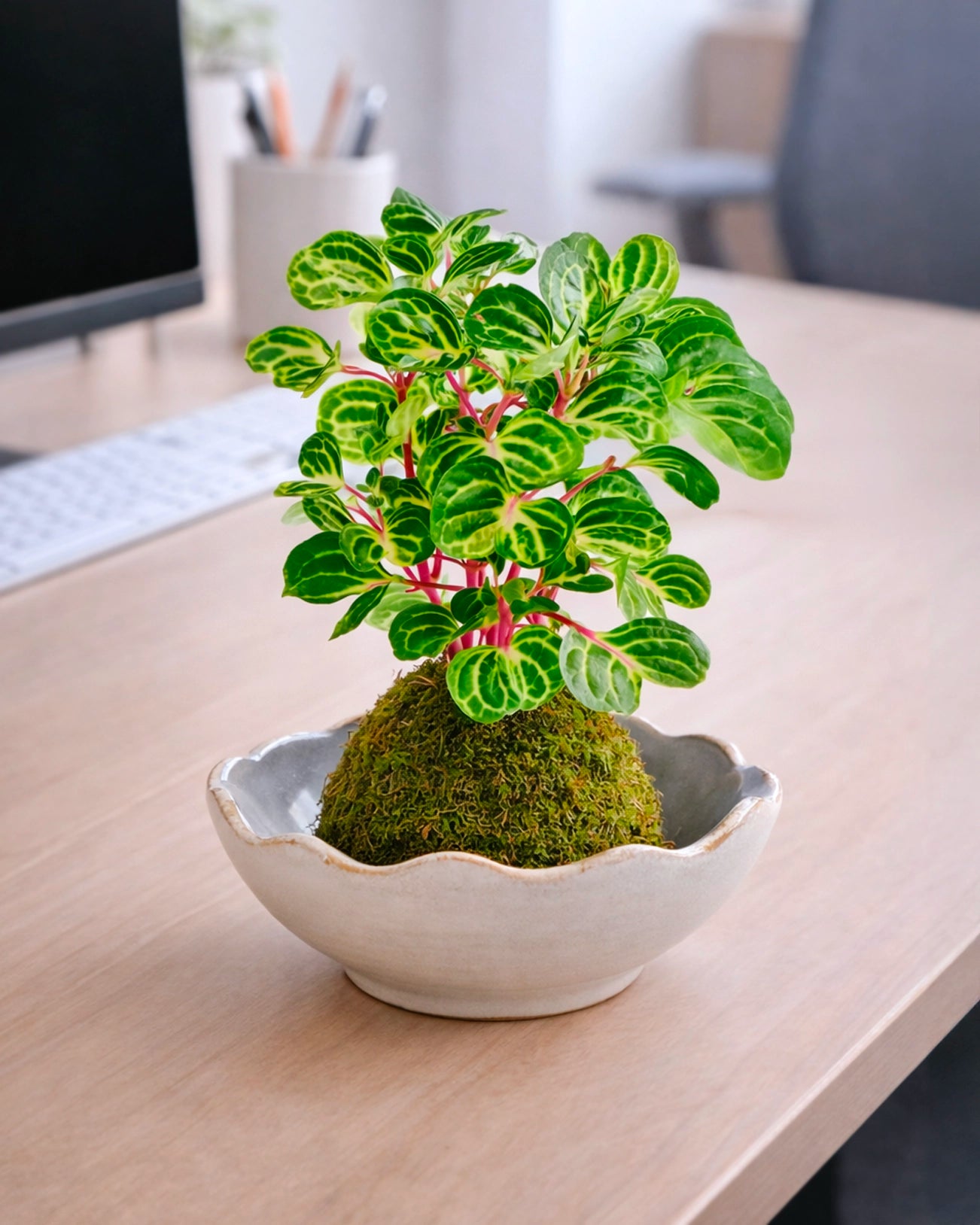 Money Tree (Pachira) Kokedama  | 錢多多苔蘚球