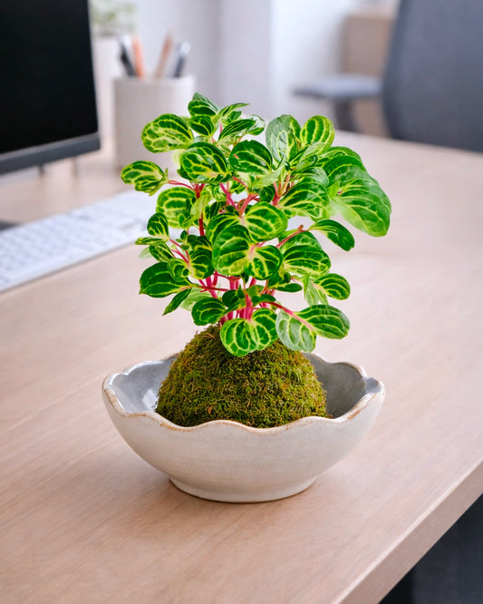 Money Tree (Pachira) Kokedama  | 錢多多苔蘚球