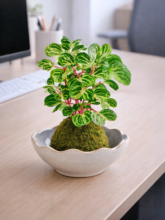 Money Tree (Pachira) Kokedama  | 錢多多苔蘚球