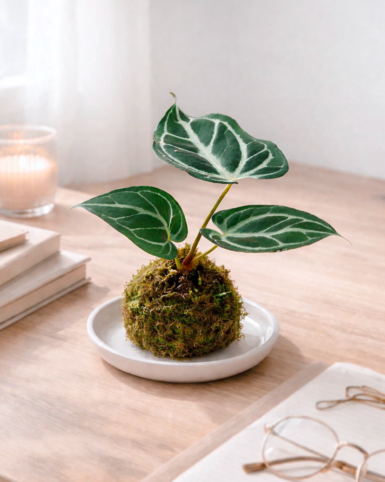 Dorayaki-shaped Kokedama | 銅鑼燒苔蘚球