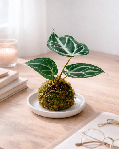 Dorayaki-shaped Kokedama | 銅鑼燒苔蘚球
