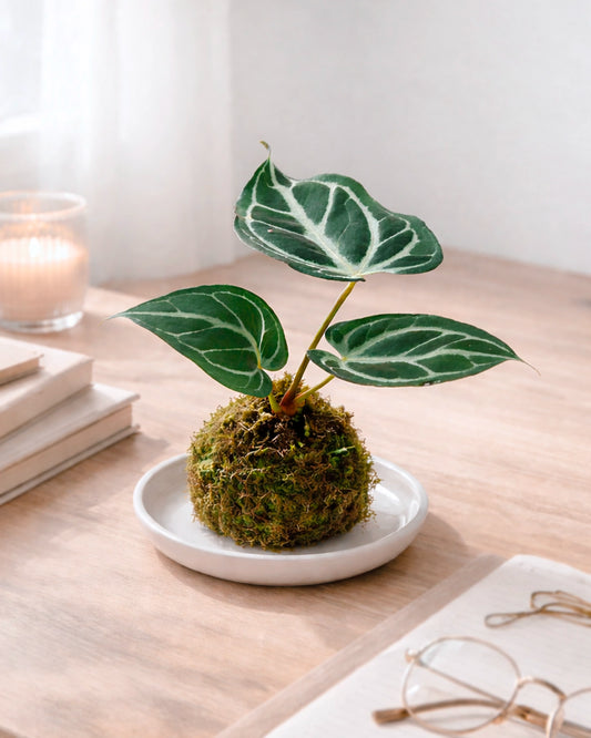 Dorayaki-shaped Kokedama | 銅鑼燒苔蘚球