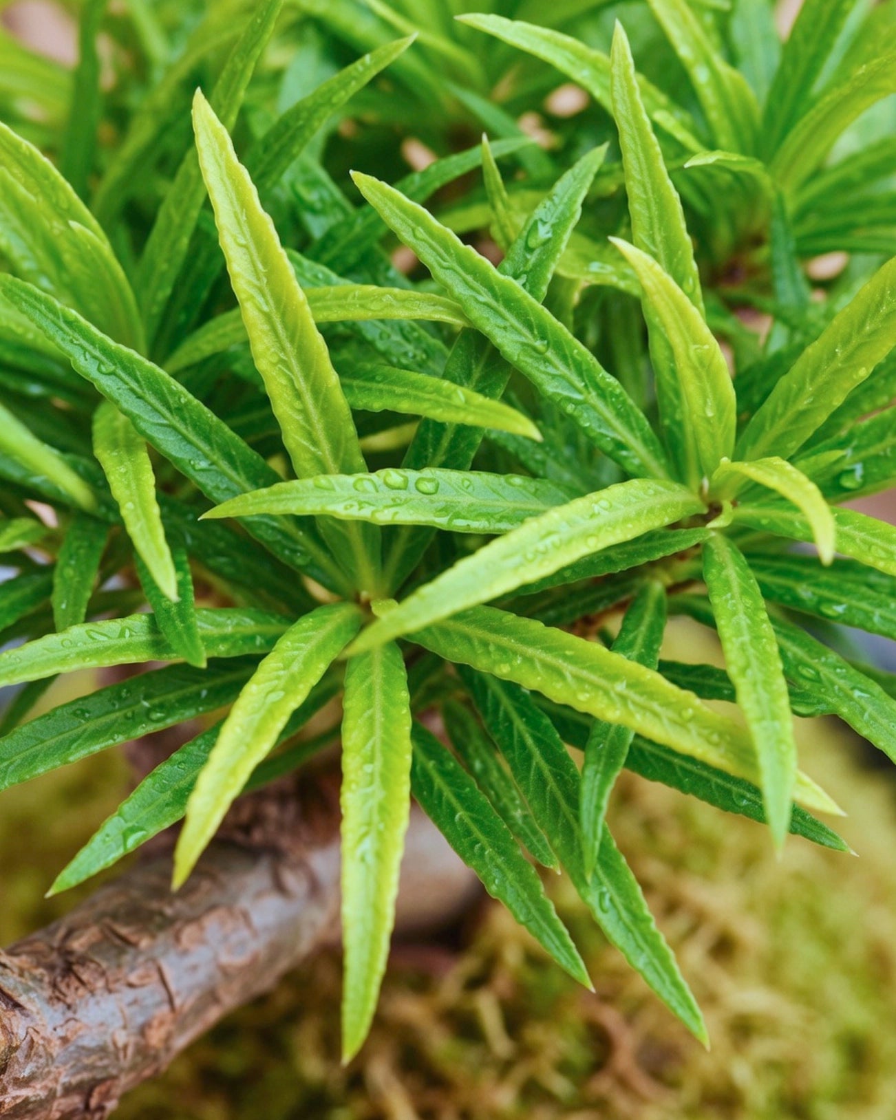 Buddhist Pine (Podocarpus) Kokedama | 羅漢松苔蘚球