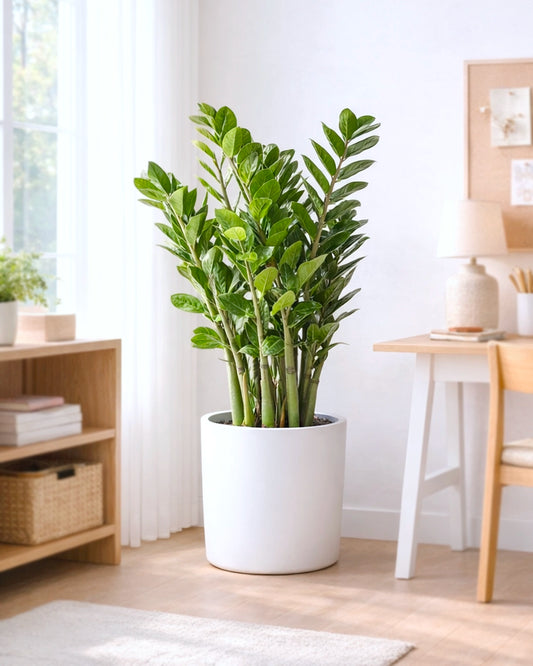 ZZ (Zamioculcas zamiifolia) Plant | 金錢樹