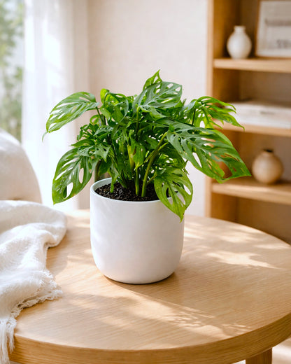 Swiss Cheese Plant | 孔洞蔓綠絨