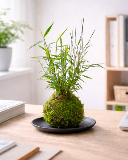 Dwarf Lucky Bamboo Kokedama | 姬翠竹苔蘚球