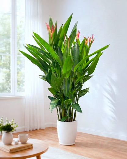 Bird of Paradise | 富貴鳥蕉