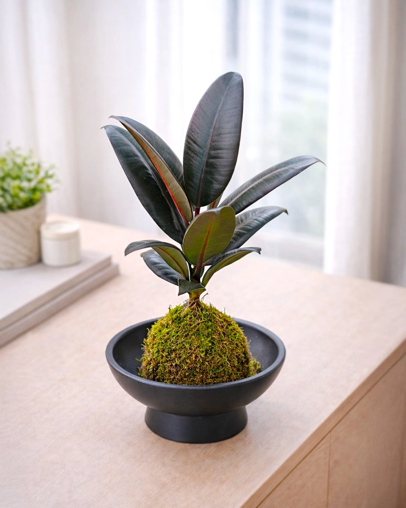 Black Rubber Plant Kokedama | 黑金剛苔蘚球