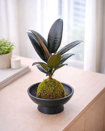 Black Rubber Plant Kokedama | 黑金剛苔蘚球
