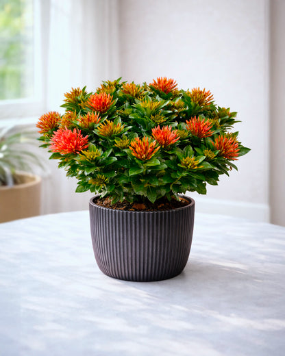Ixora coccinea | 龍船花