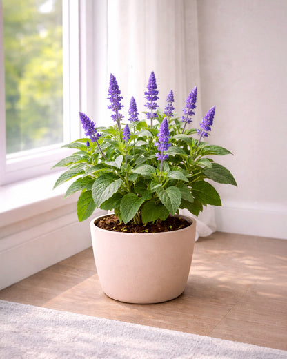 Sage | 鼠尾草