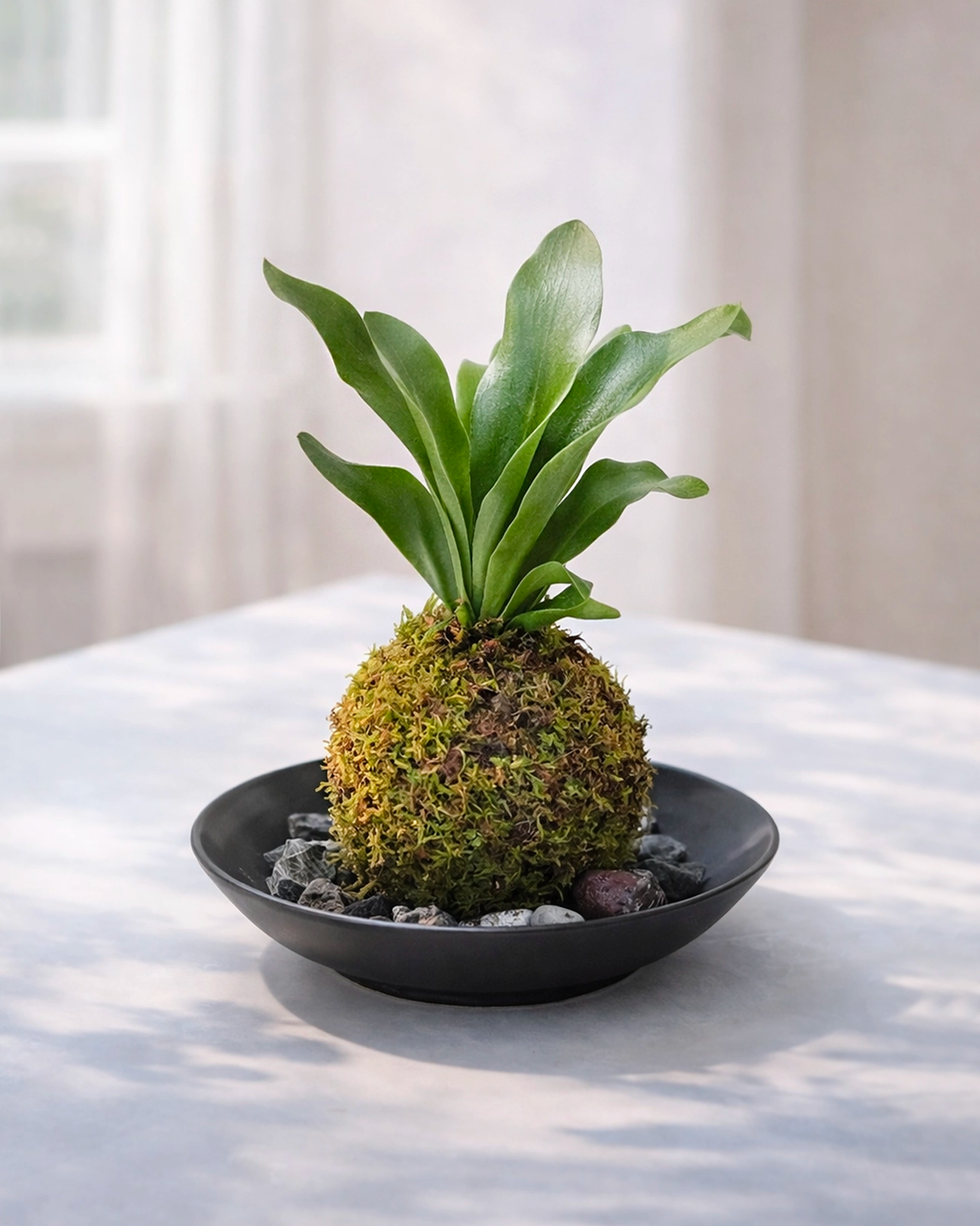 Staghorn Fern Kokedama | 鹿角蕨苔蘚球