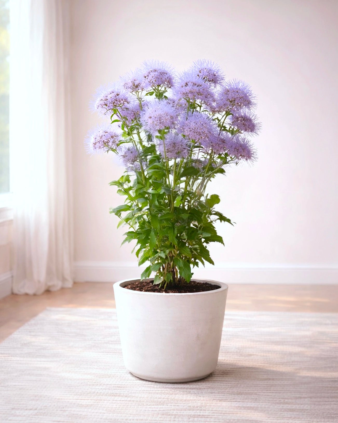 Blue Mistflower | 藍霧花
