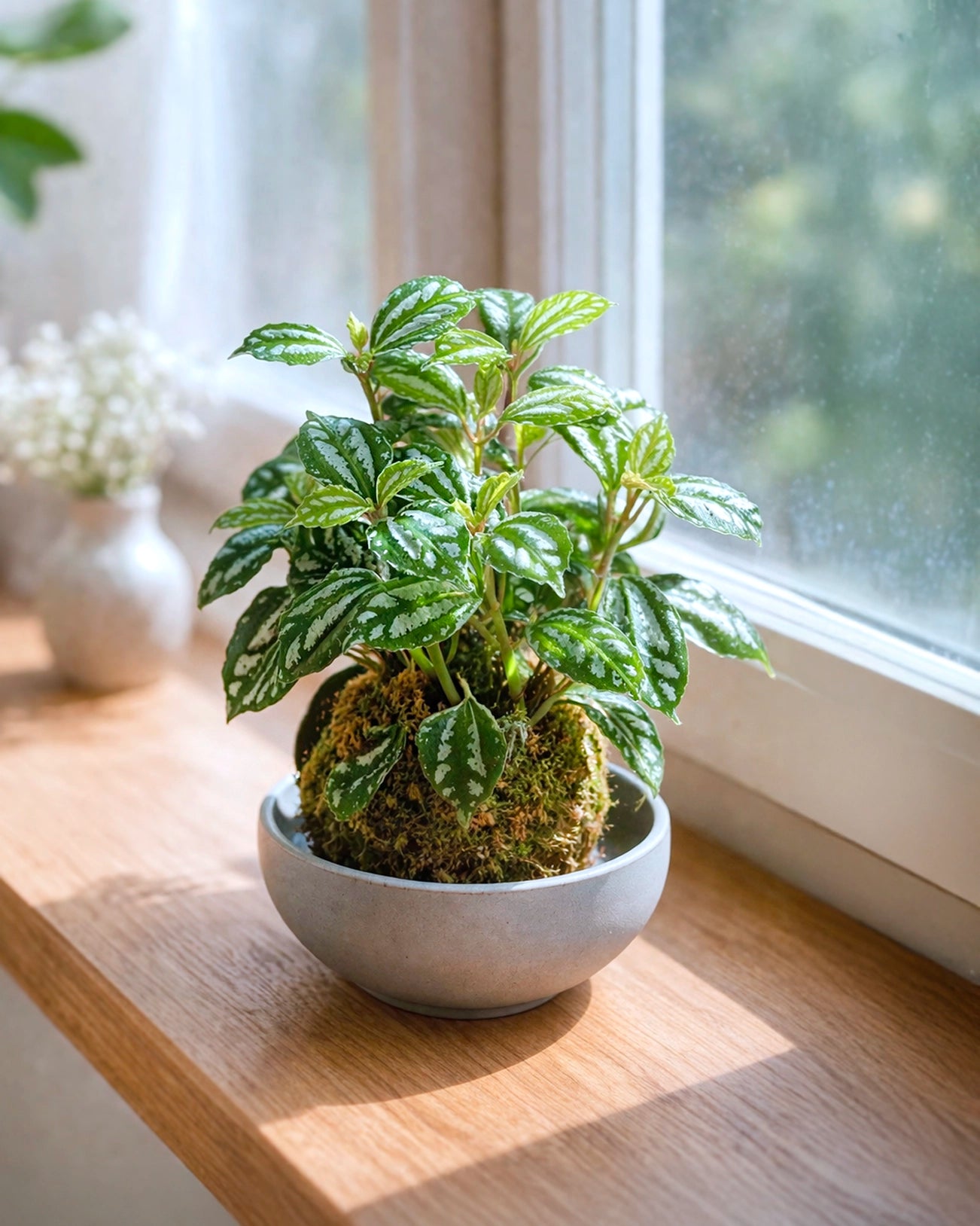 Pilea Cadeirei (Aluminum Plant) Kokedama | 冰水花苔蘚球
